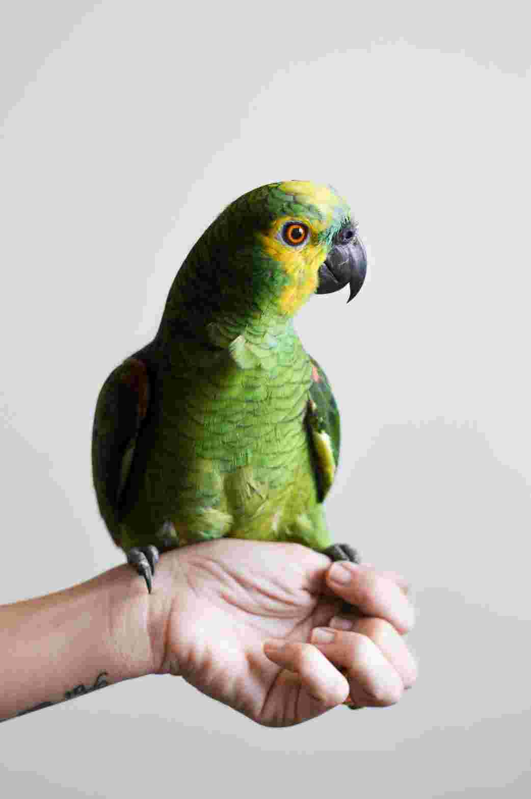 I wanted a parrot as a pet.