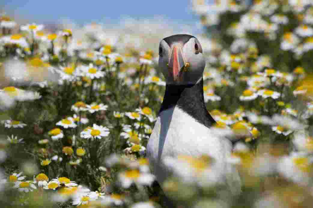 Puffins