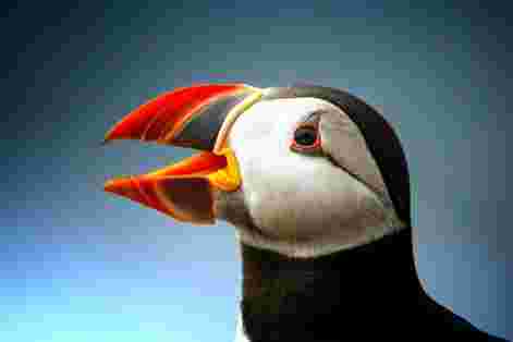 The Puffin