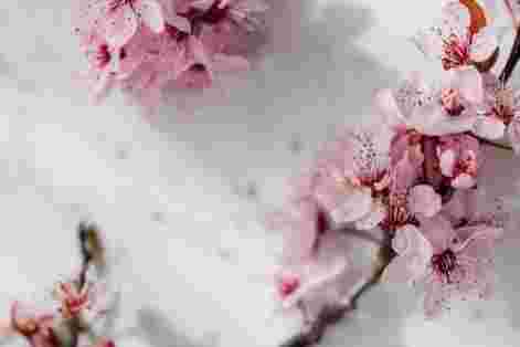 The cherry blossoms are on the table